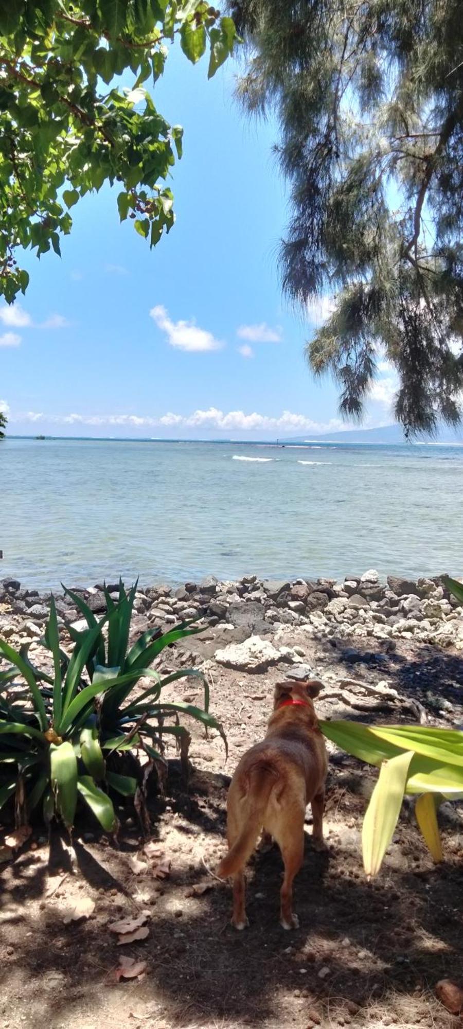 Bungalow Vue Lagon 180 Degre, La Maison Bleue Moorea Ngoại thất bức ảnh